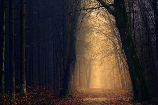 στοιχειωμένο δάσος