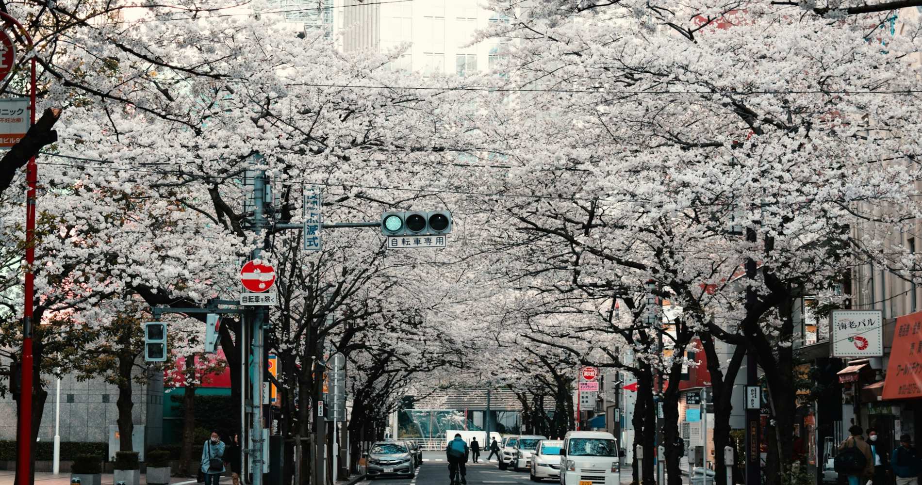 Κιότο, Ιαπωνία - ανθισμένες κερασιές
