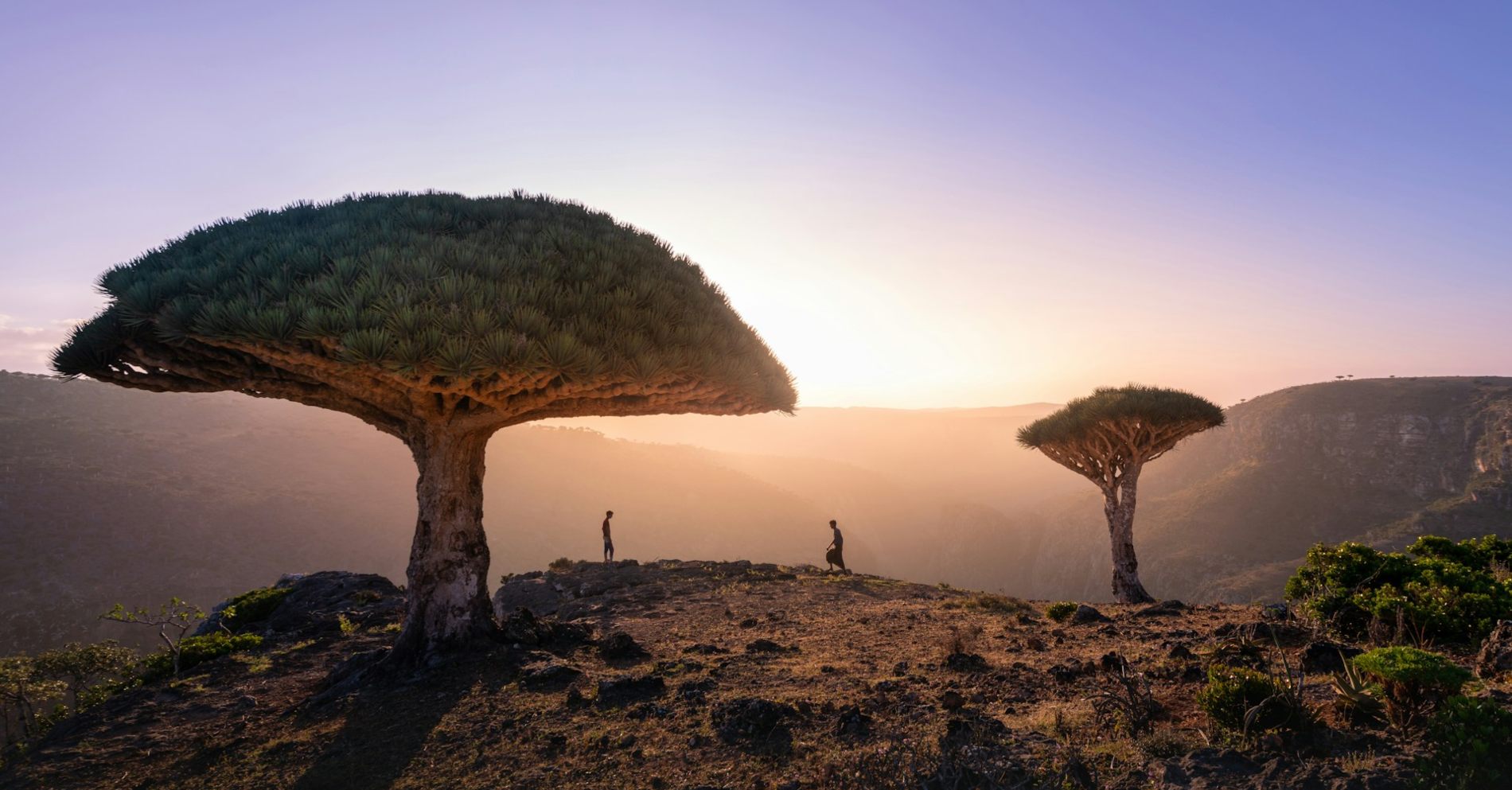 Τα δέντρα Dragon Blood βρίσκονται μόνο στο νησί Socotra, της Υεμένης - Σχηματίζουν σουρεαλιστικά τοπία και σε κάνουν να νιώθεις σαν στην εποχή των δεινοσαύρων.